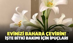 Evinizi Bahara Çevirin! İşte Bitki Bakımı İçin İpuçları