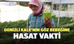 Kale'nin Göz Bebeğine Hasat Vakti