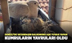 Denizli’de Vatandaşın Balkonunu Aşk Yuvası Yapan Kumruların Yavruları Oldu