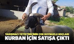 Yarışmacı Yetiştiricinin Çok Boynuzlu Koçları Kurban İçin Satışa Çıktı