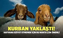 Kurban Yaklaştı! Hayvana Eziyet Etmemek İçin Bu Nokta Çok Önemli