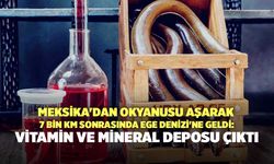 Meksika'dan Okyanusu Aşarak Ege Denizi'ne Geldi: Vitamin ve Mineral Deposu Çıktı