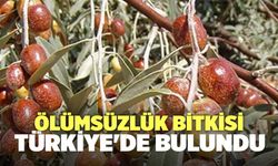 Ölümsüzlük Bitkisi Türkiye'de Bulundu