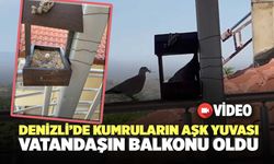 Denizli’de Kumruların Aşk Yuvası Vatandaşın Balkonu Oldu