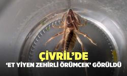 Çivril’de ‘Et Yiyen Zehirli Örümcek’ Görüldü