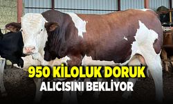 Çivril'de 950 Kiloluk Kurbanlık Alıcısını Bekliyor