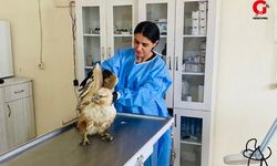 Elektrikçilerin Bulduğu Şahin Tedavi Altında