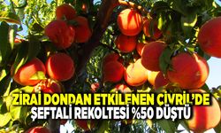 Zirai Dondan Etkilenen Çivril’de Şeftali Hasadı Başladı