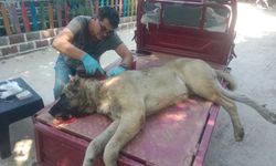 Çivril’de Domuz Saldırısına Uğrayan Köpek Tedavi Edildi