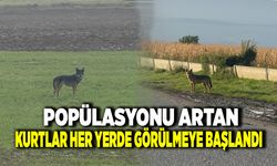 Dağda Sayısı Artan Kurtlar Ovaya İndi