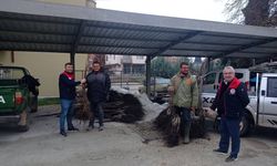 Çivril'de Üreticilere Ceviz Fidanı Dağıtıldı