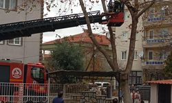 Mahsur Kalan kedinin İmdadına İtfaiye Yetişti