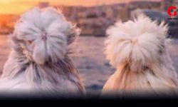 Çivril’de İlk Kez Güvercin Güzellik Yarışması Düzenlenecek