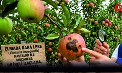 Çivril İlçe Tarım Müdürlüğü Elma Üreticisine “Karaleke” Uyarısı Yaptı