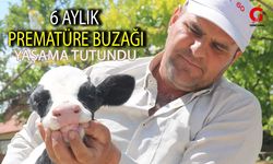 6 Aylık Prematüre Buzağı Yaşama Tutundu