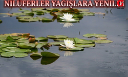 Işıklı'da Nilüferler Sulara Yenildi