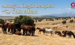 Çivril Akdağ’da Yılkı Atlarının Özgürlük Dansı