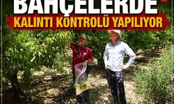 Çivril'de Hasat Öncesi Pestisit Denetimleri Sıklaştı