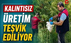 Çivril’de Şeftali Hasadıyla Birlikte Pestisit Denetimleri Arttırıldı