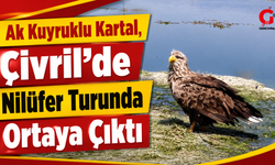 Ak kuyruklu kartal, Çivril’de nilüfer turunda ortaya çıktı