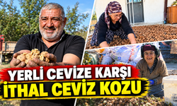 Çivrilli Ceviz Üreticisi Hasata Başladı