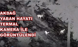Akdağ’daki Kızılgeyikler Termal Drone İle Görüntülendi