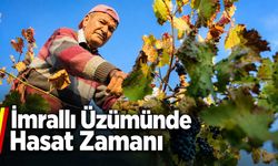 İmrallı Üzümünde Hasat Zamanı
