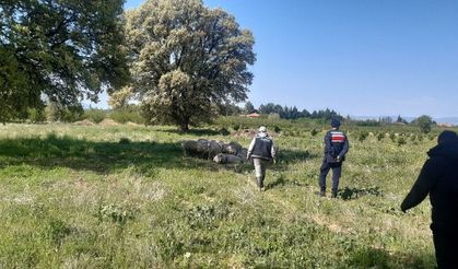 Kaybolan Koyunları Jandarma Buldu