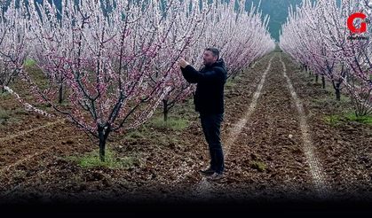 Çivril’de Meyve Ağaçları Alarmda: Don ve Hastalık Riskine Dikkat!