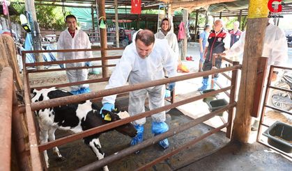 Çivril’de Hayvan Sağlığı İçin Aşılama Seferberliği: Ekipler Sahada