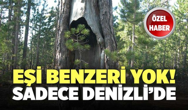 Denizli’de Bulunan Türkiye’nin En Yaşlı Karaçam Ormanı
