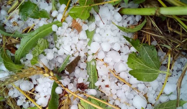 Çameli’nde şiddetli dolu ekili arazilere zarar verdi