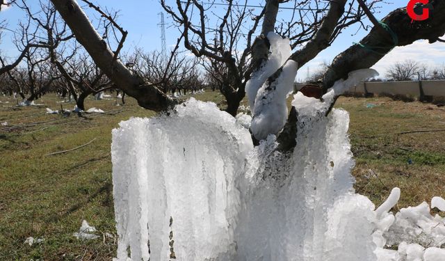 Çivrilli Çiftçiler Don’a Karşı Ağaçlarını Buzla Koruyor