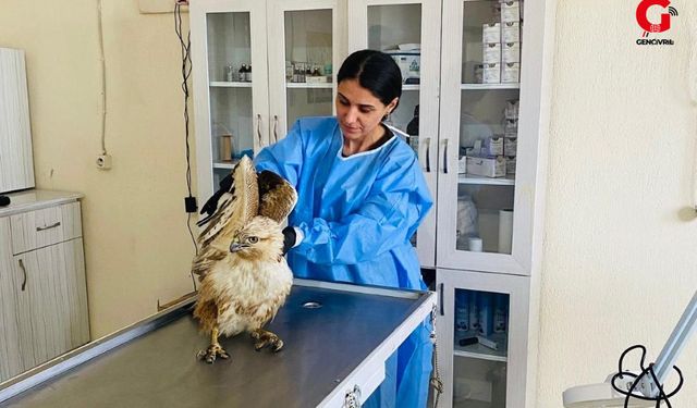 Elektrikçilerin Bulduğu Şahin Tedavi Altında