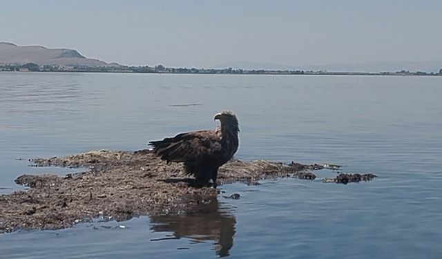 Avrupa Kıtasının En Büyük Kuşu Çivril’de Görüntülendi