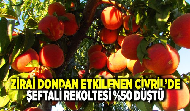 Zirai Dondan Etkilenen Çivril’de Şeftali Hasadı Başladı