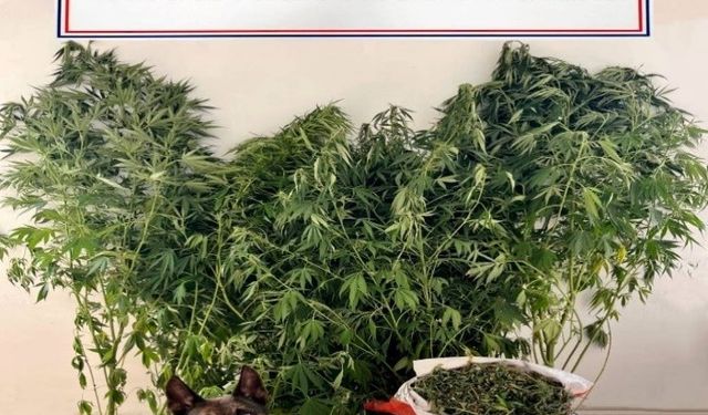 Çivril'de Jandarmadan Narkotik Operasyon