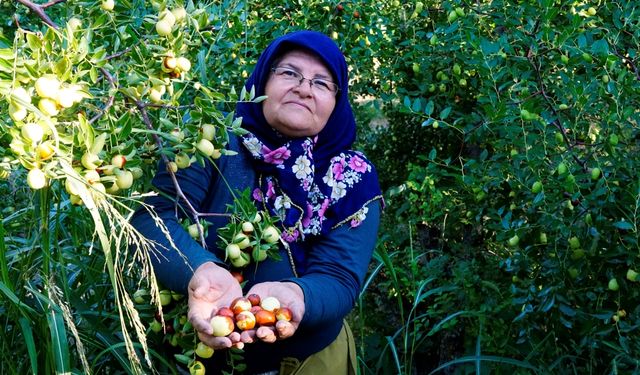 Çivril’de 300 Yıllık Hasat Devam Ediyor