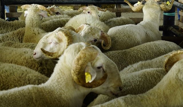 Semih Dere ; “Şap Hastalığında Üreticinin Yanındayız “
