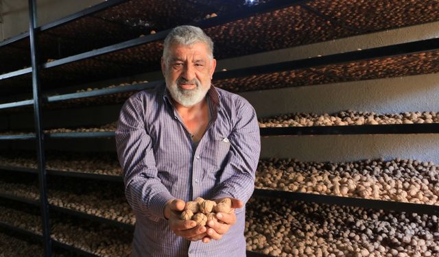 Ceviz Yetiştirmek Fransa'da Döner Satmaktan İyi Kazandırıyor