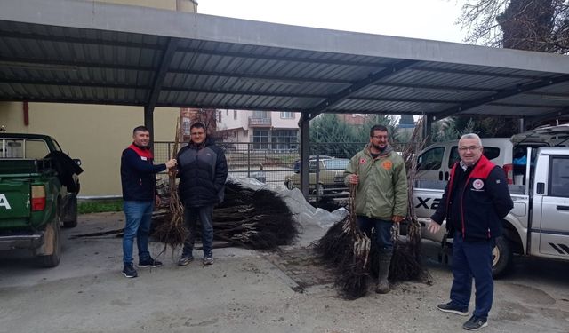 Çivril'de Üreticilere Ceviz Fidanı Dağıtıldı