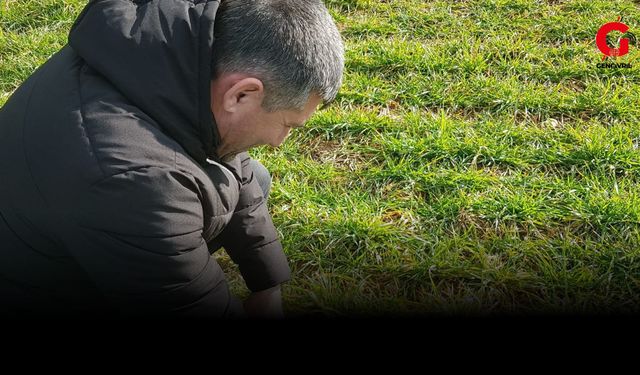 Çivril İlçe Tarım, Arpa-Buğday ve Haşhaş Tarlalarını Takipte