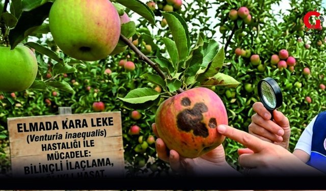 Çivril İlçe Tarım Müdürlüğü Elma Üreticisine “Karaleke” Uyarısı Yaptı
