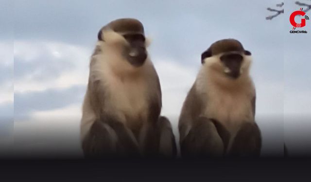 Çivril'de Ortaya Çıkan Maymunlar Şaşkınlık Yarattı