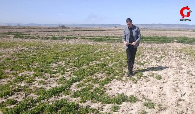 Çivril’de Haşhaş Tarlalarında Kök Kurdu Denetimi Yapıldı