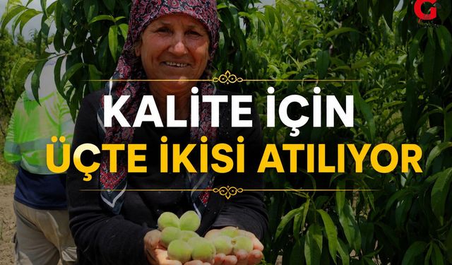 Çivril’de Şeftali Üreticisinin Zorlu Mesaisi Başladı