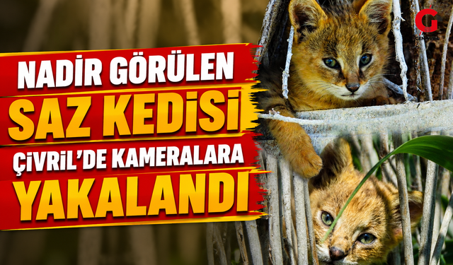 Nadir Görülen Saz Kedisi Çivril'de Kameralara Yakalandı