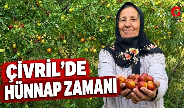 Denizli’nin Hünnap Deposu Çivril'de Hasat Mesaisi
