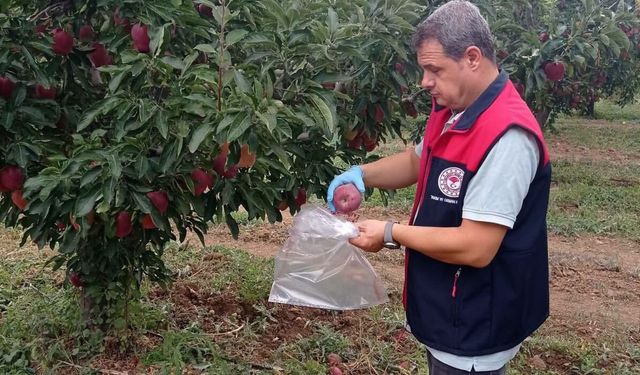 Çivril’de elma bahçelerinde hasat öncesi pestisit denetimi