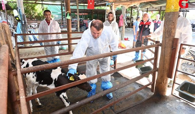 Çivril’de Hayvan Sağlığı İçin Aşılama Seferberliği: Ekipler Sahada